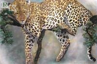 фото росписи «Спящий леопард»